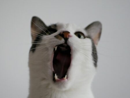 猫の歯は何本？ 役割 歯磨き