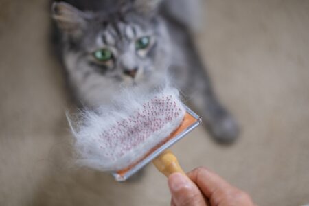 猫 ブラシ ブラッシング 毛玉