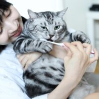 猫の歯は何本？ 役割 歯磨き
