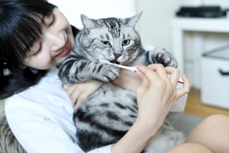 猫の歯は何本？ 役割 歯磨き