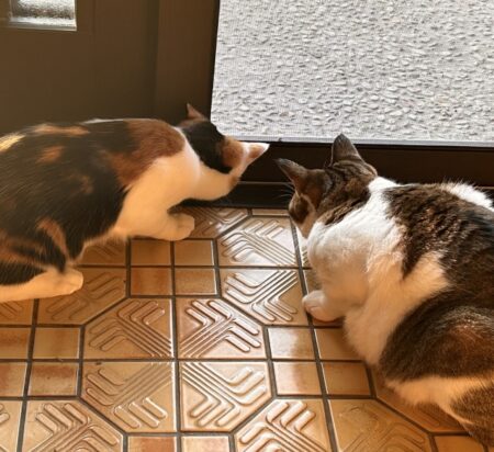 猫 虫食べていい