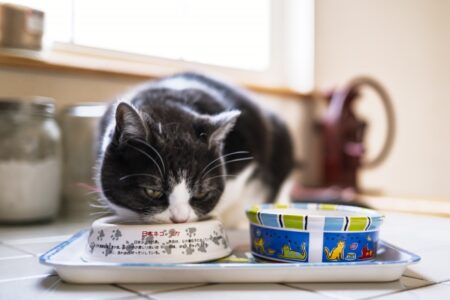 猫 ご飯を隠す仕草 理由