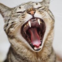 猫の歯は何本？ 役割 歯磨き