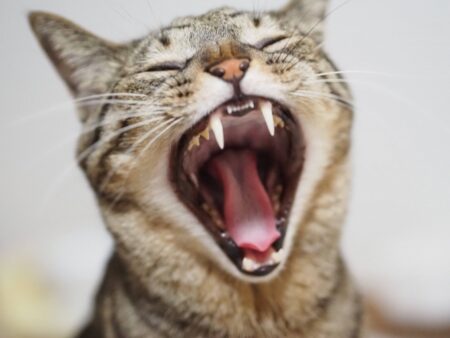 猫の歯は何本？ 役割 歯磨き
