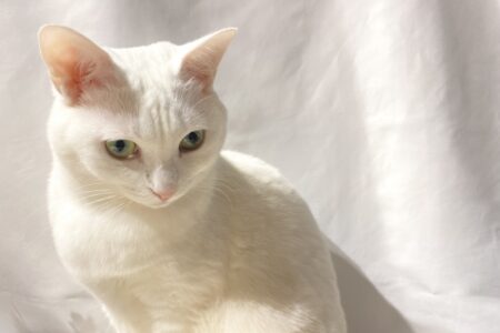 猫 安心 ストレス 病院
