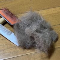 猫 ブラシ ブラッシング 毛玉