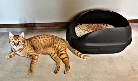 1日のトイレの平均回数