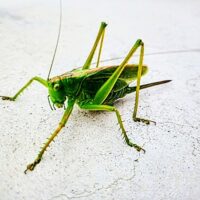 猫 虫食べていい