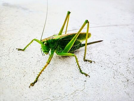 猫 虫食べていい