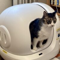 1日のトイレの平均回数