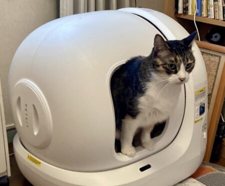 1日のトイレの平均回数