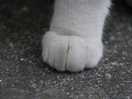 猫 足 肉球
