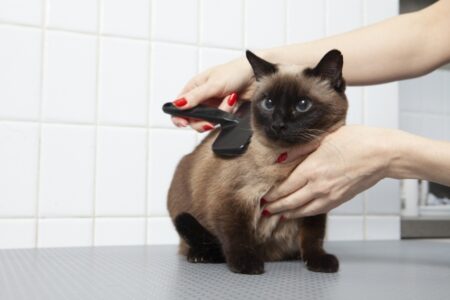 猫 ブラシ ブラッシング 毛玉