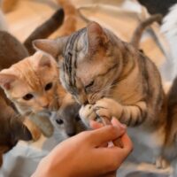 猫 ご飯を隠す仕草 理由