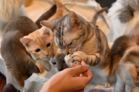 猫 ご飯を隠す仕草 理由
