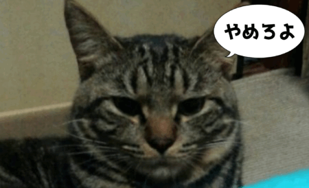 猫 ストレスになること リスト