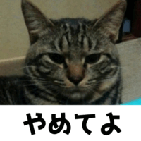猫 ストレスになること リスト
