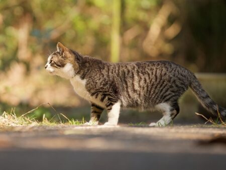 猫のまとめ