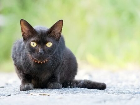 猫のまとめ画像