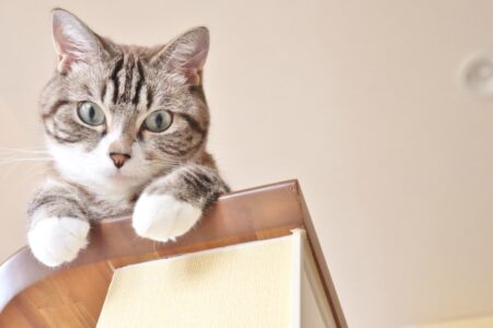 猫のひげのアップ