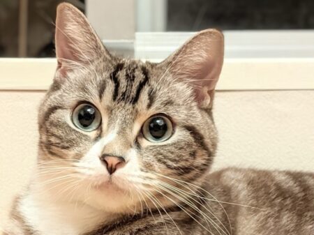 高いところでくつろぐ猫