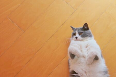 猫 立ち上がる 室内
