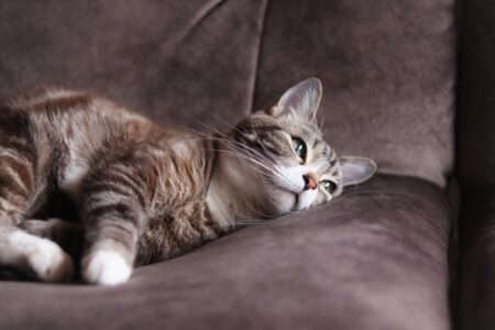 猫 ソファ リラックス