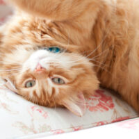 キャットタワーでくつろぐ猫