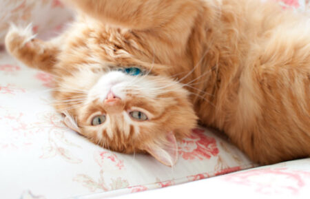 キャットタワーでくつろぐ猫