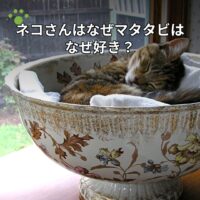 ネコさんはなぜマタタビはなぜ好き？