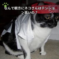 なんで朝方にネコさんはテンション高いの？