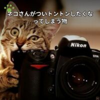 ネコさんがついトントンしたくなってしまう物