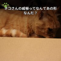 ネコさんの威嚇ってなんであの形なんだ？