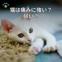 猫は痛みに強い？弱い？