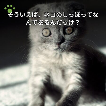 そういえば、ネコのしっぽってなんであるんだっけ？