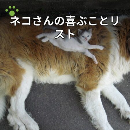 ネコさんの喜ぶことリスト