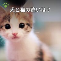 犬と猫の違いは？