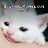 猫さんが一人の時は何をしているんだろう