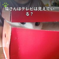 猫さんはテレビは見えている？