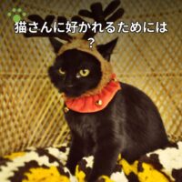 猫さんに好かれるためには？