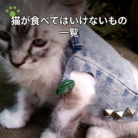 猫が食べてはいけないもの一覧