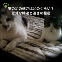 猫の足の速さはどのくらい？意外な時速と速さの秘密