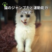 猫のジャンプ力と運動能力の秘密