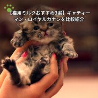 【猫用ミルクおすすめ3選】キャティーマン・ロイヤルカナンを比較紹介
