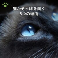 猫がそっぽを向く5つの理由