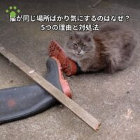 猫が同じ場所ばかり気にするのはなぜ？5つの理由と対処法