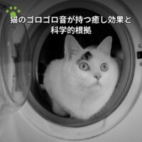猫のゴロゴロ音が持つ癒し効果と科学的根拠