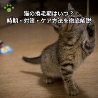 猫の換毛期はいつ？時期・対策・ケア方法を徹底解説