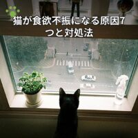 猫が食欲不振になる原因7つと対処法