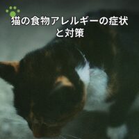 猫の食物アレルギーの症状と対策